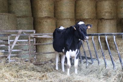 Génisse prim'holstein